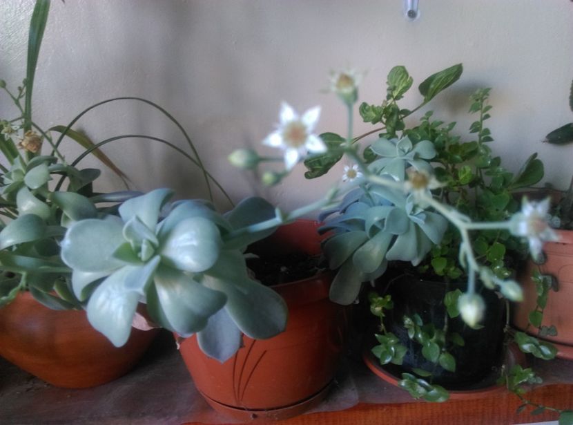  - Cactusi si suculente 2018 2