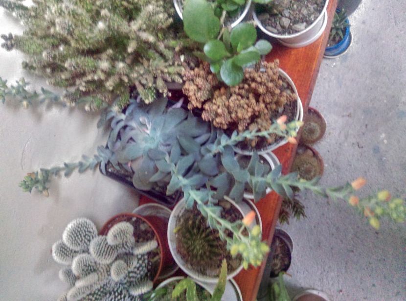  - Cactusi si suculente 2018 2
