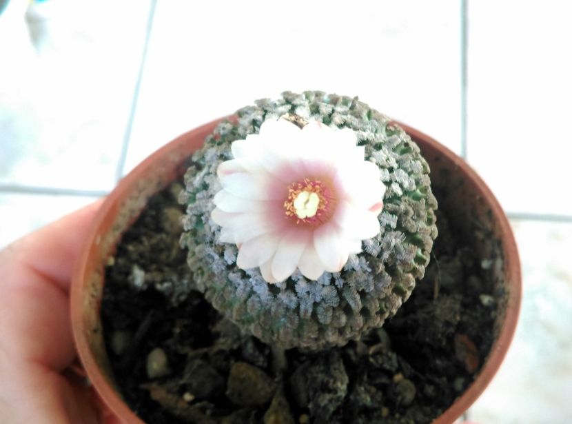  - Cactusi si suculente 2018 2