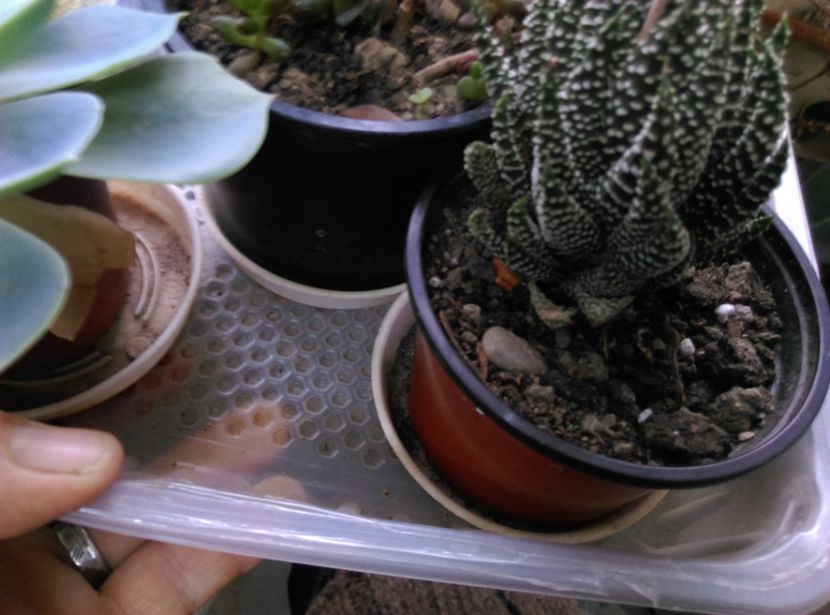  - Cactusi si suculente 2018 2
