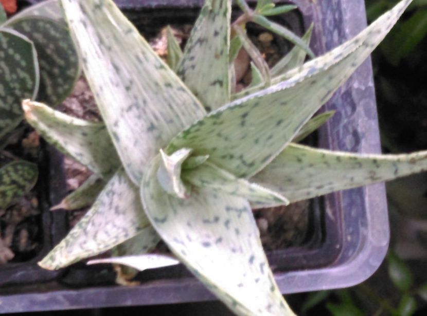  - Cactusi si suculente 2018 2