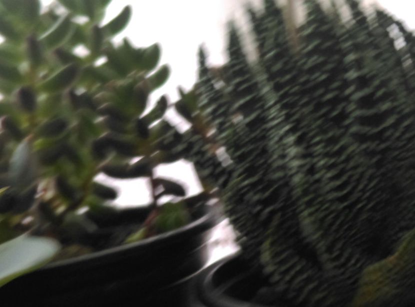  - Cactusi si suculente 2018 2