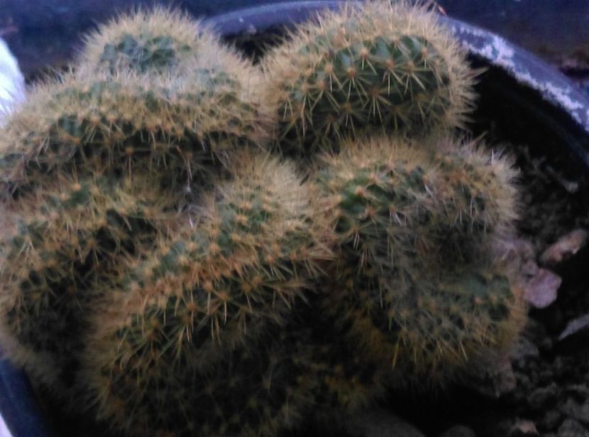  - Cactusi si suculente 2018 2