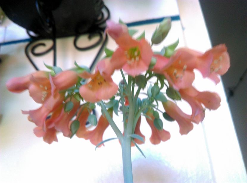  - Cactusi si suculente 2018 2