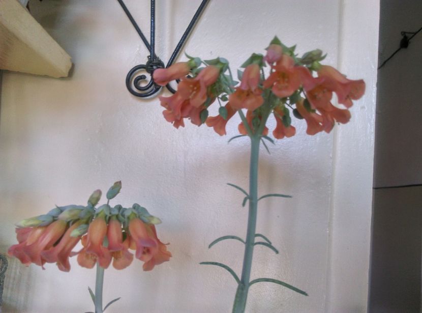  - Cactusi si suculente 2018 2