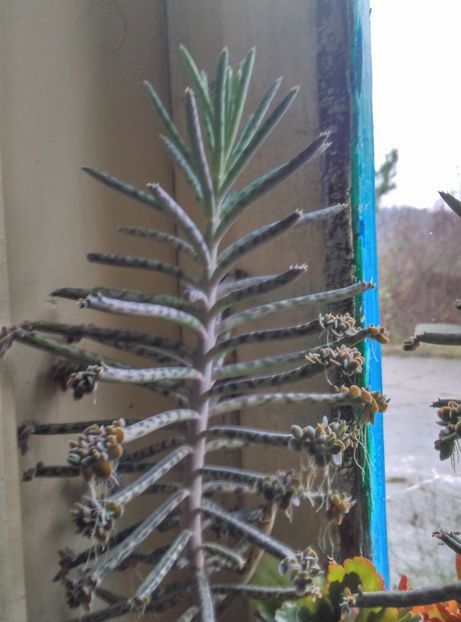  - Cactusi si suculente 2018 2