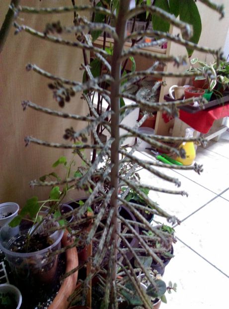  - Cactusi si suculente 2018 2