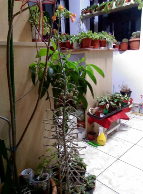  - Cactusi si suculente 2018 2