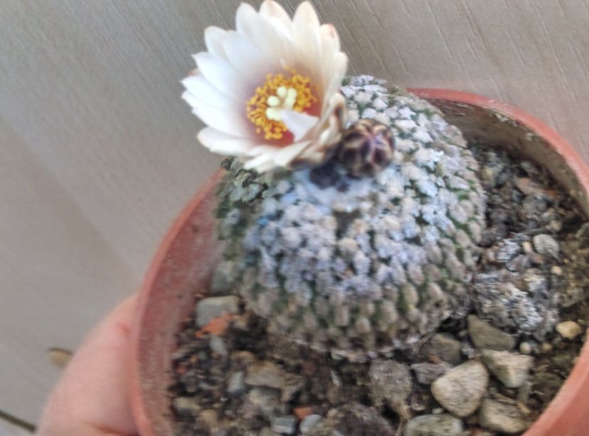  - Cactusi si suculente 2018 2