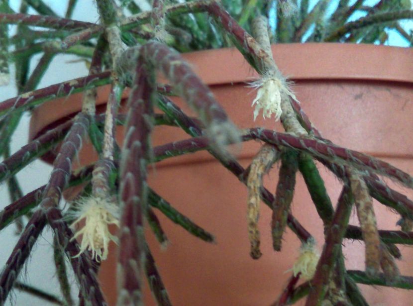  - Cactusi si suculente 2018 2