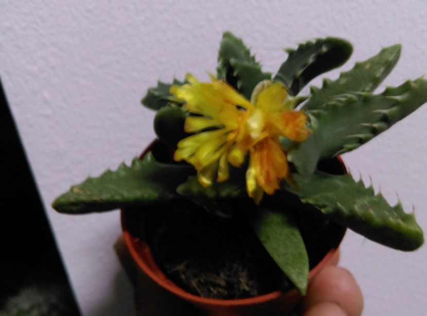  - Cactusi si suculente 2018 2