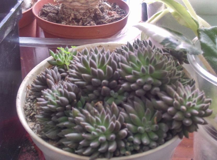  - Cactusi si suculente 2018 2