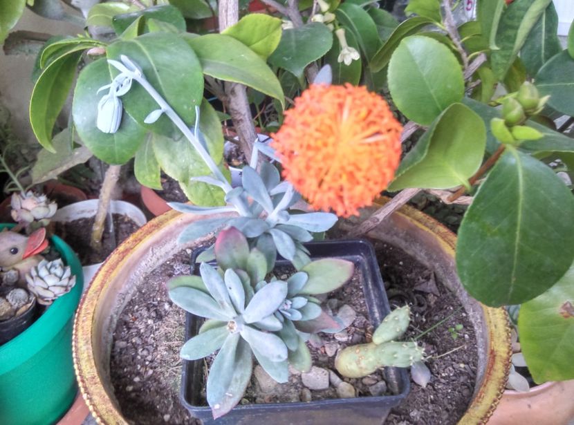  - Cactusi si suculente 2018 2