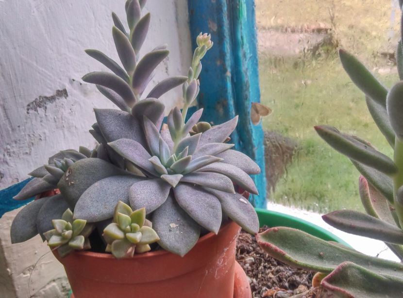  - Cactusi si suculente 2018 2