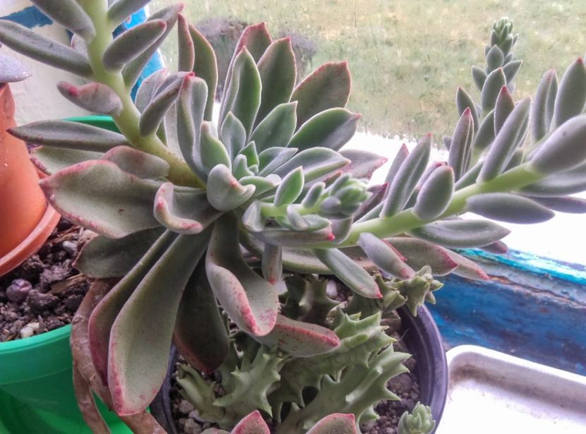  - Cactusi si suculente 2018 2