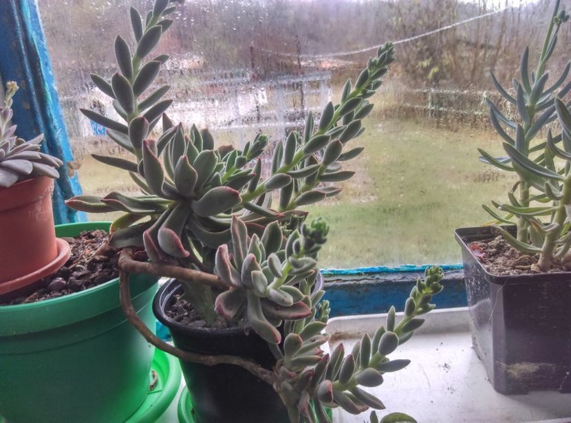  - Cactusi si suculente 2018 2
