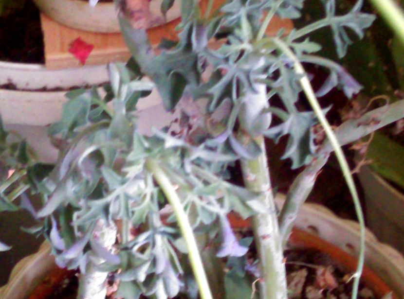  - Cactusi si suculente 2018 2