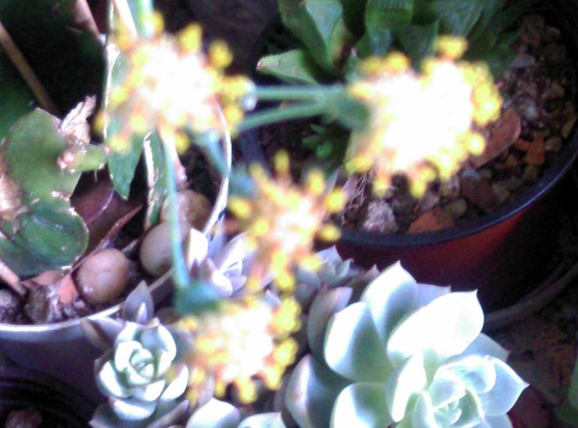  - Cactusi si suculente 2018 2