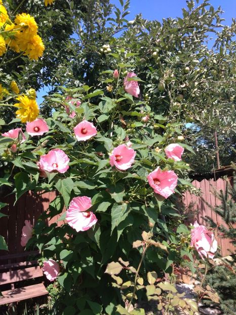  - Hibiscus moscheutos