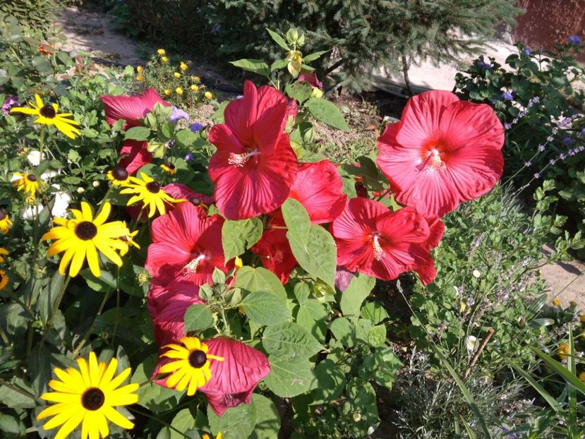  - Hibiscus moscheutos