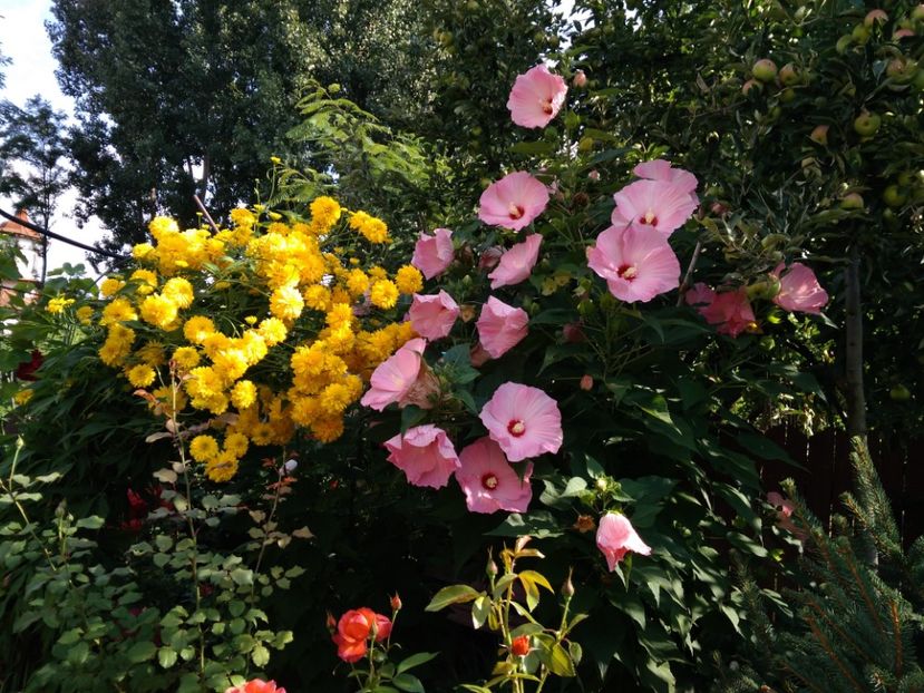  - Hibiscus moscheutos