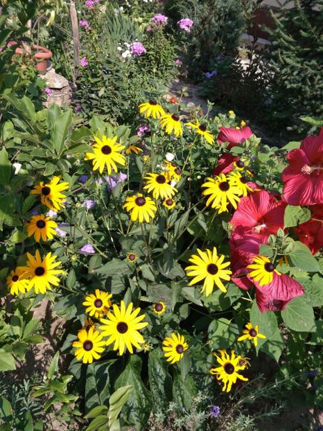 Rudbeckia fulgida Goldsturm - Plante de gradina