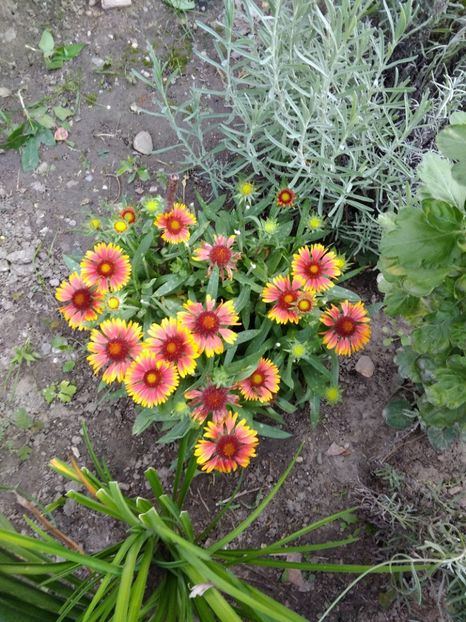 Gaillardia aristata - Plante de gradina