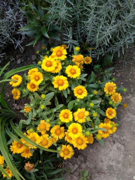 Gaillardia aristata - Plante de gradina