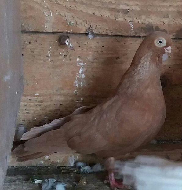  - femele ardeleni 2019