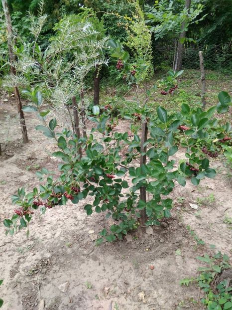 aronia - Arbusti fructiferi
