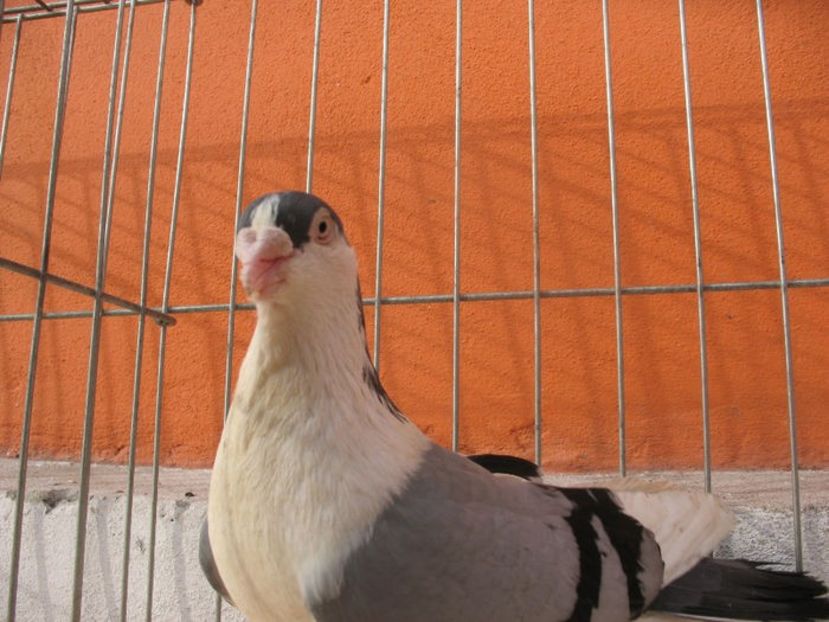  - 3 Galateni masculi