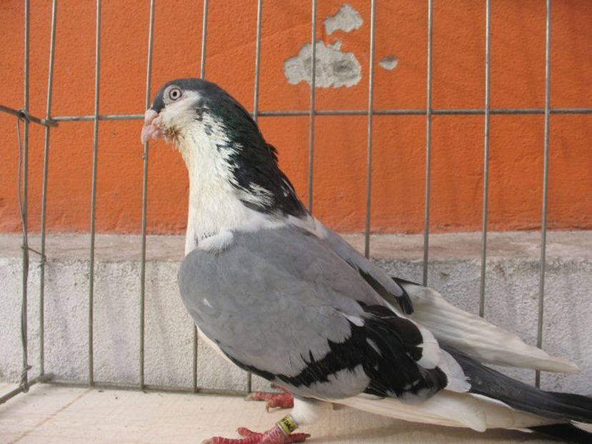  - 3 Galateni masculi