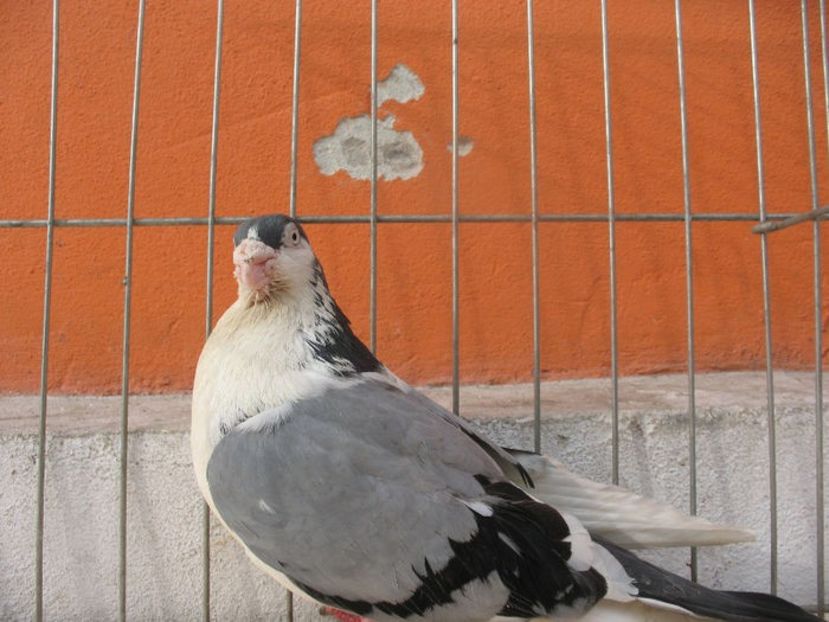  - 3 Galateni masculi