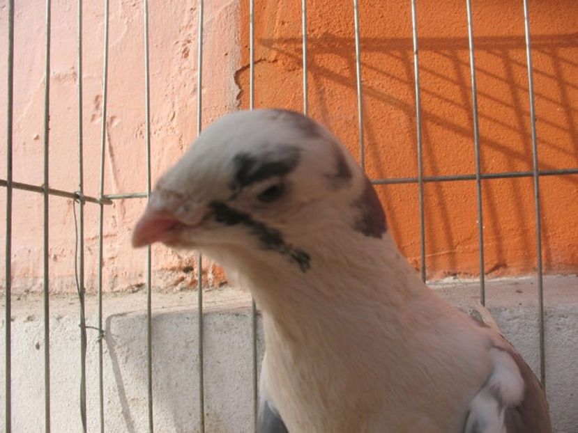  - 3 Galateni masculi