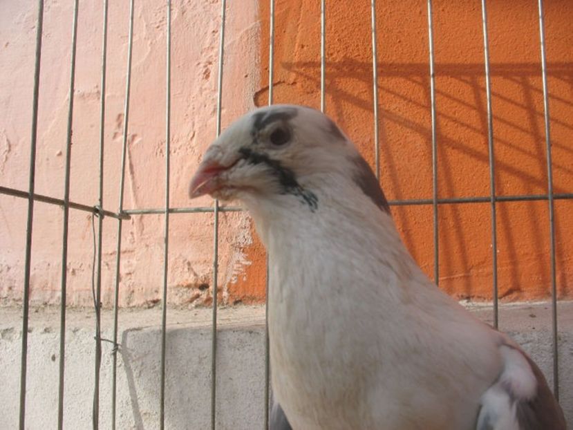  - 3 Galateni masculi