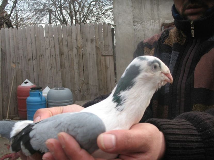  - 3 Galateni masculi