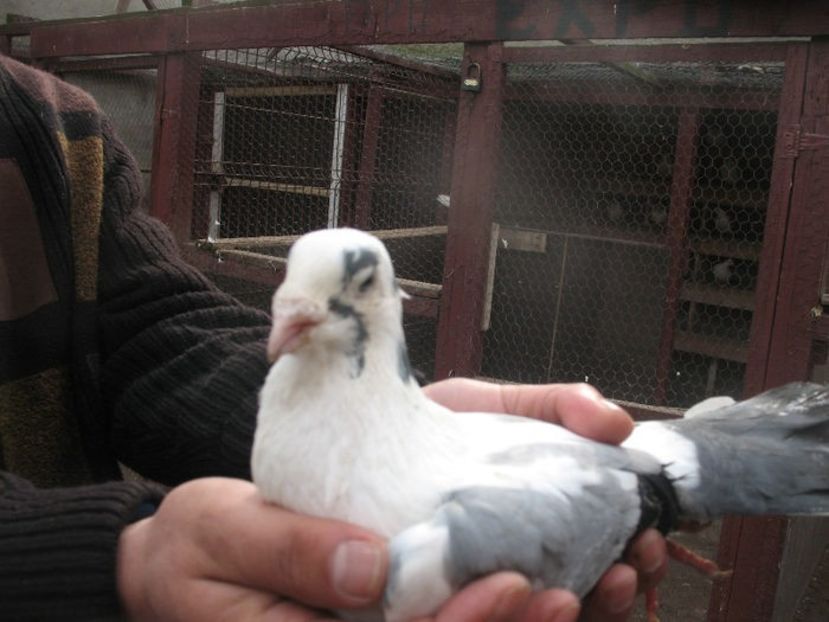  - 3 Galateni masculi