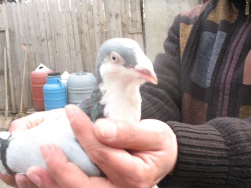  - 3 Galateni masculi