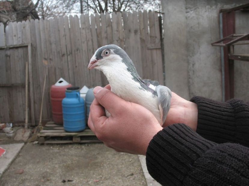  - 3 Galateni masculi