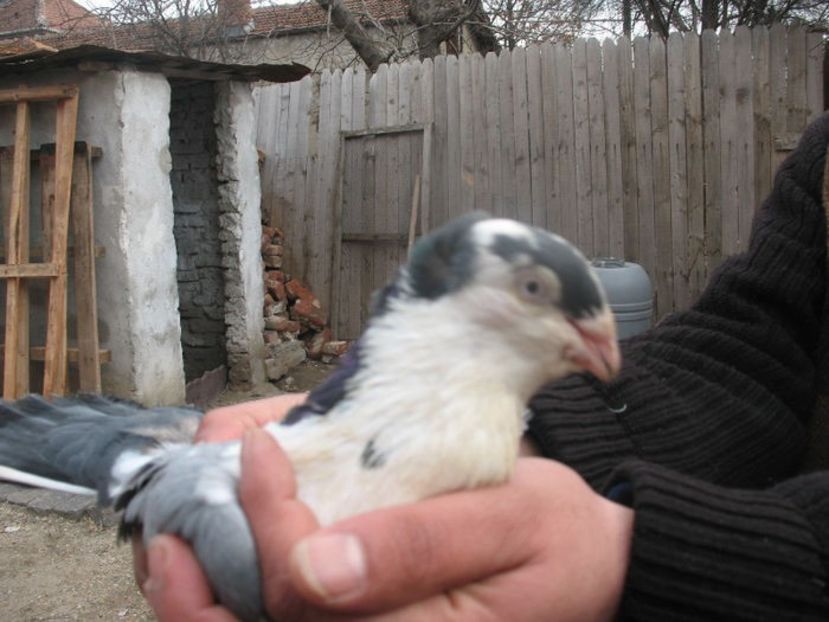  - 3 Galateni masculi