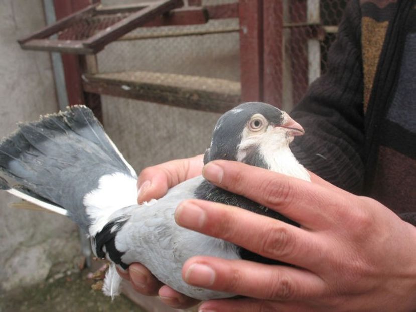  - 3 Galateni masculi