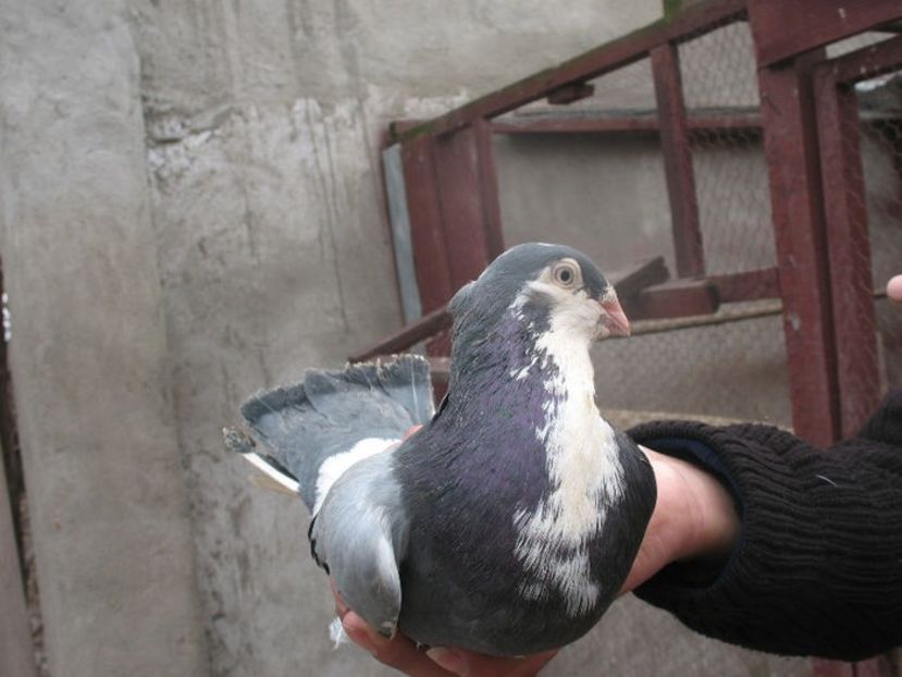  - 3 Galateni masculi