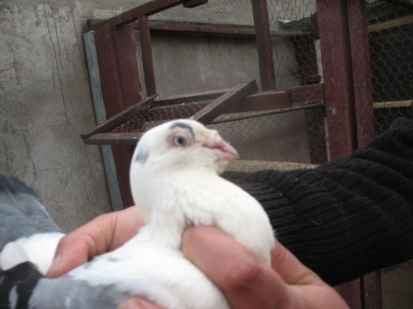  - 3 Galateni masculi