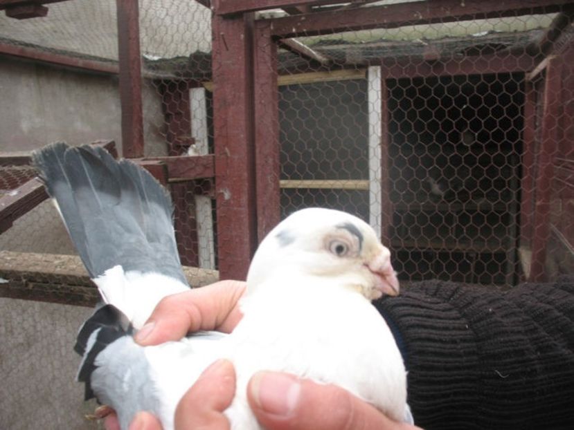  - 3 Galateni masculi