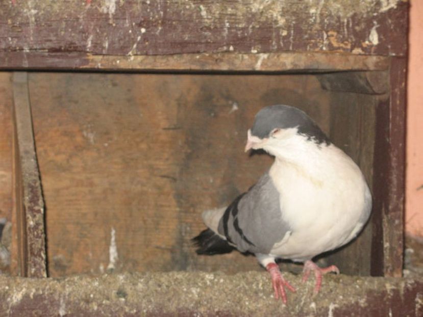  - 3 Galateni masculi