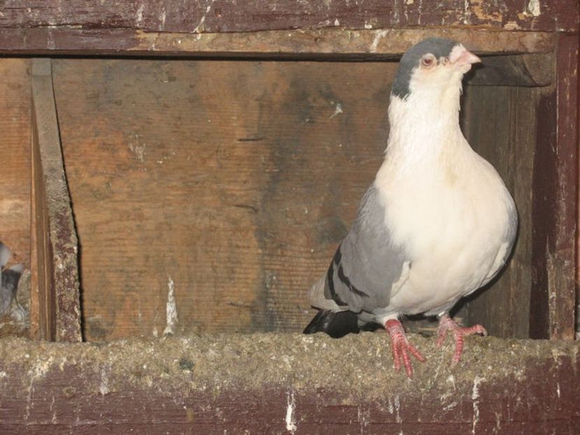  - 3 Galateni masculi