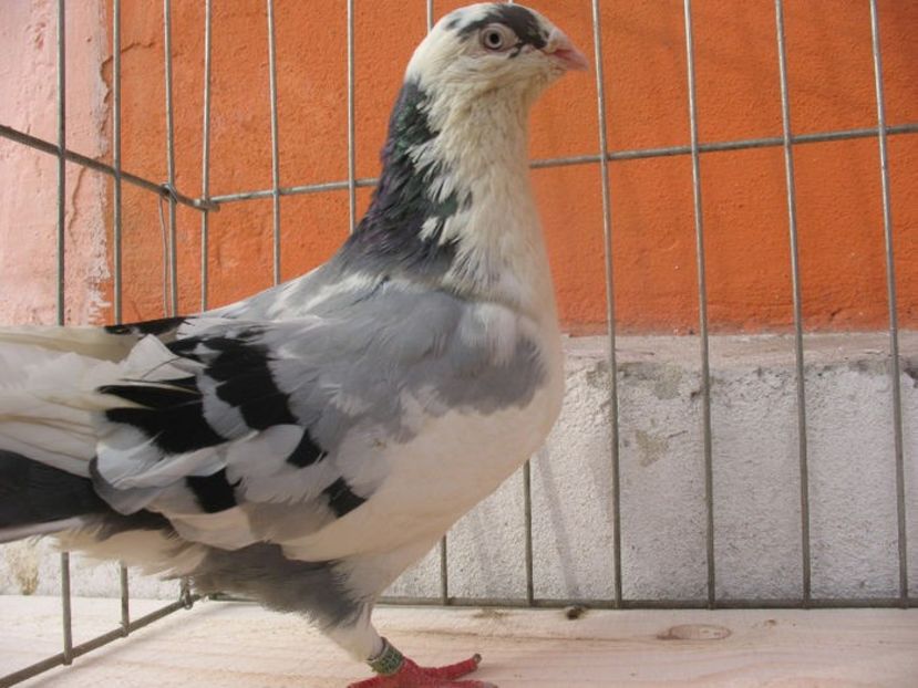  - 3 Galateni masculi