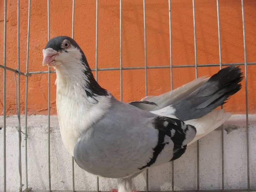  - 3 Galateni masculi