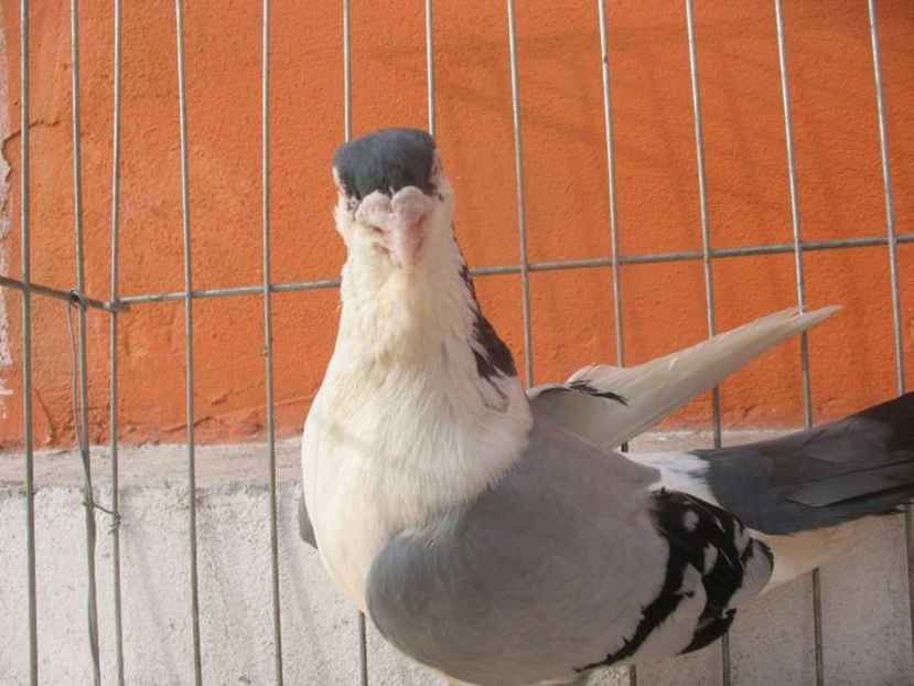  - 3 Galateni masculi