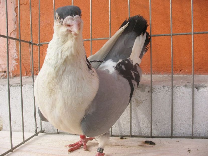  - 3 Galateni masculi